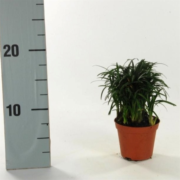Ophiopogon japonica Minor