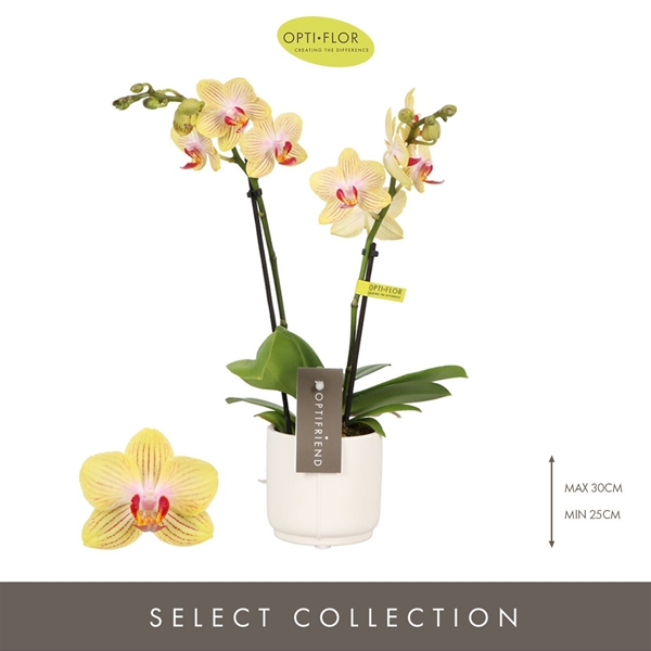 Phalaenopsis hybrida Stella In Piemonte White