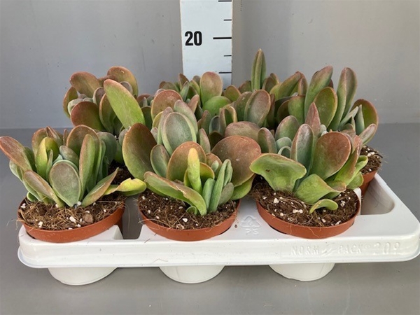 Kalanchoe hybrida Oricula