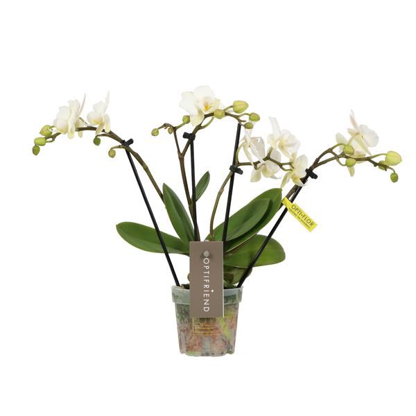 Phalaenopsis hybrida Theatro