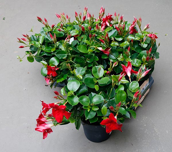 Dipladenia hybrida Red Sundeville