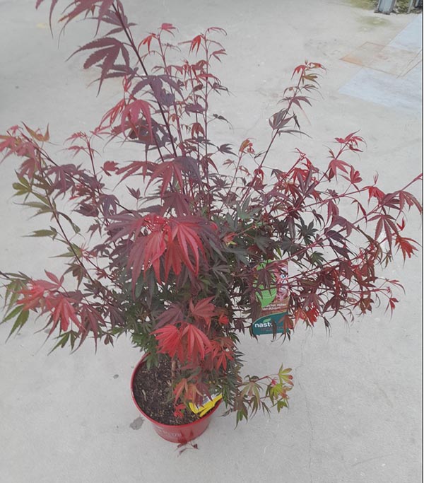 Acer palmatum Shaina