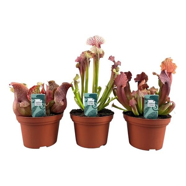 Sarracenia alata Mix