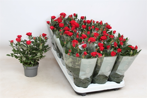 Rosa hybrida Milano