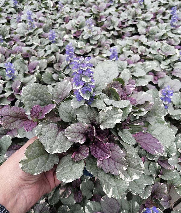 Ajuga reptans Burgundy Glow