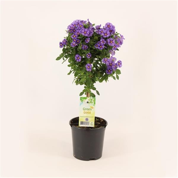 Solanum rantonnetii Blue Fountain