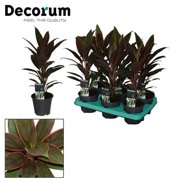 Cordyline fruticosa Rumba