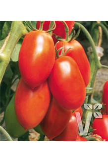 Solanum lycopersicum Patia Red veredelt
