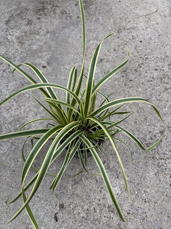 Carex morrowii Vanilla Ice