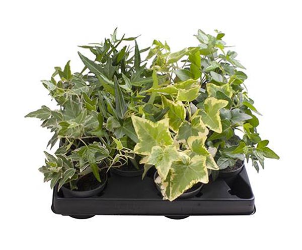 Hedera helix Mix
