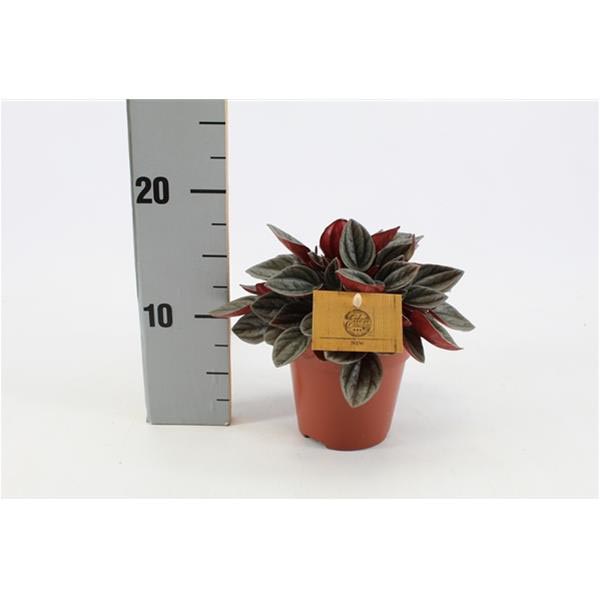 Peperomia caperata Santorini
