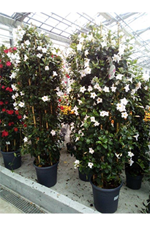 Dipladenia hybrida Säule White Sundeville