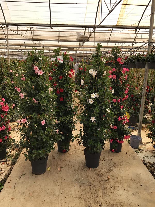 Dipladenia hybrida White Sundeville