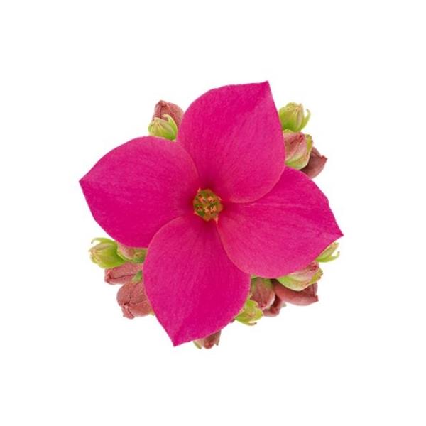 Kalanchoe blossfeldiana Violet