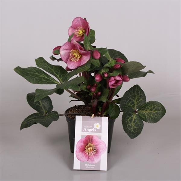 Helleborus niger Charmer