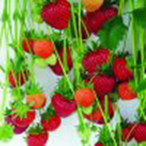 Fragaria ananassa Hängeerdbeere