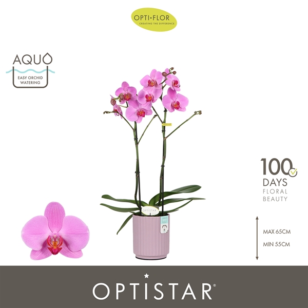 Phalaenopsis hybrida Yoko In Molise Lilac Aquo