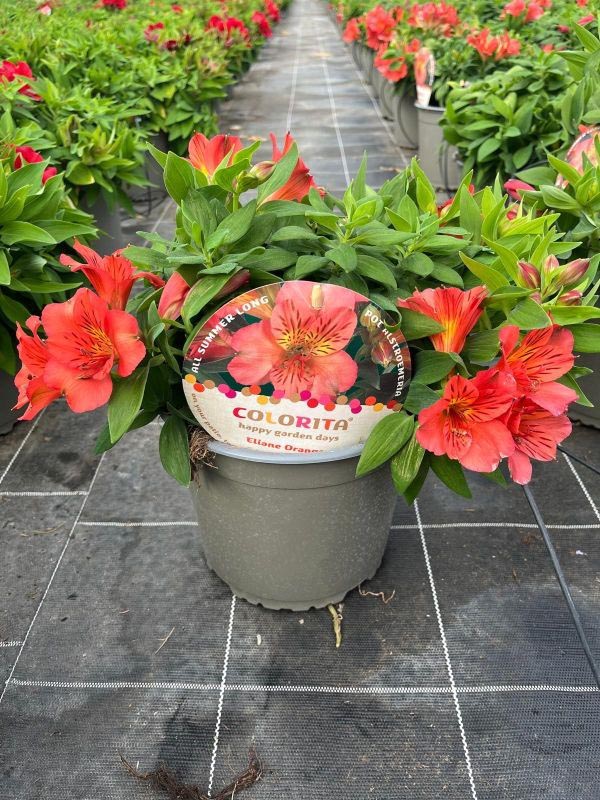 Alstroemeria hybrida