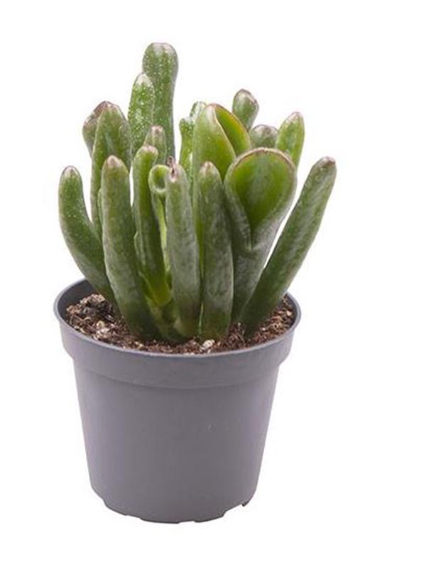 Crassula ovata Coral