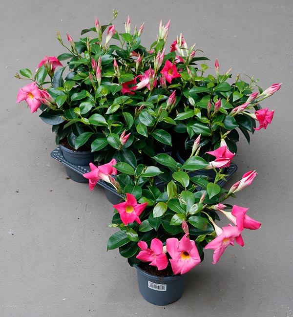 Dipladenia hybrida Pink Sundeville