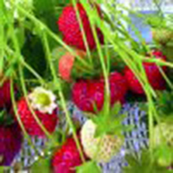 Fragaria ananassa Monatserdbeere