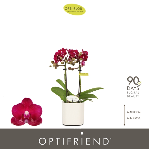 Phalaenopsis hybrida Lola In Piemonte White