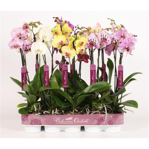 Phalaenopsis hybrida Mix 15+