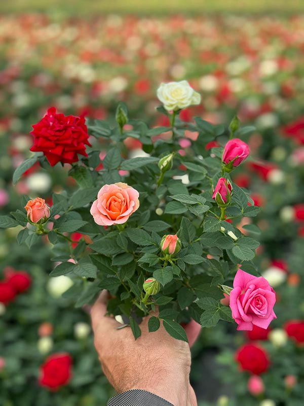 Rosa hybrida Quattrose