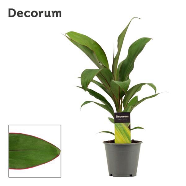 Cordyline australis Salsa