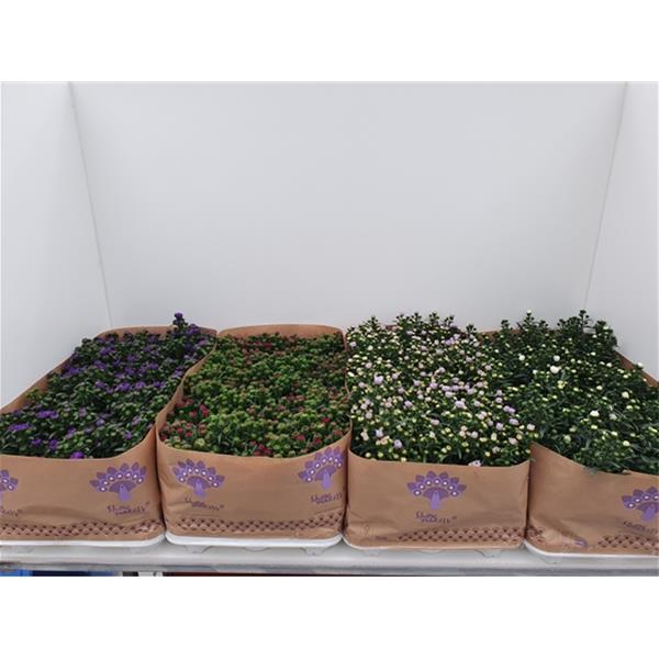 Aster novi-belgii Mixlage