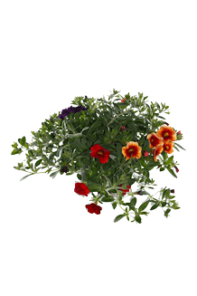 Calibrachoa callie Trio