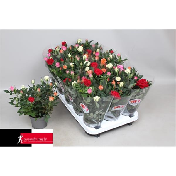 Rosa hybrida Quattrose