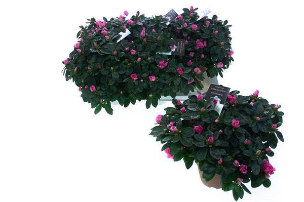Azalea simsii Inka