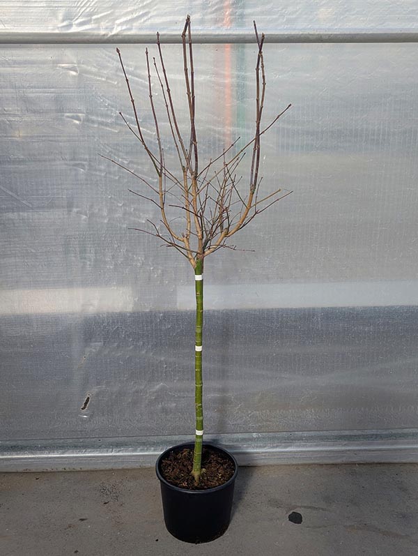 Acer palmatum Aureum