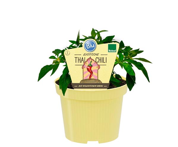 Capsicum annuum Bio Thai Chili