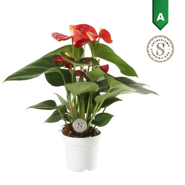Anthurium andreanum Red Champion