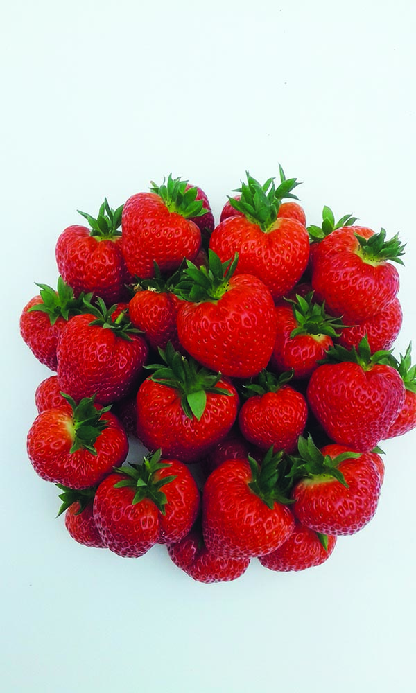 Fragaria ananassa Elvira