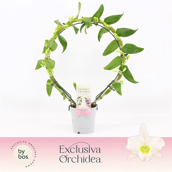 Dendrobium hybrida Nobile Apollon Bow