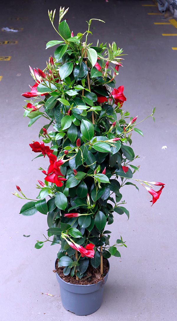 Dipladenia hybrida Red Sundeville