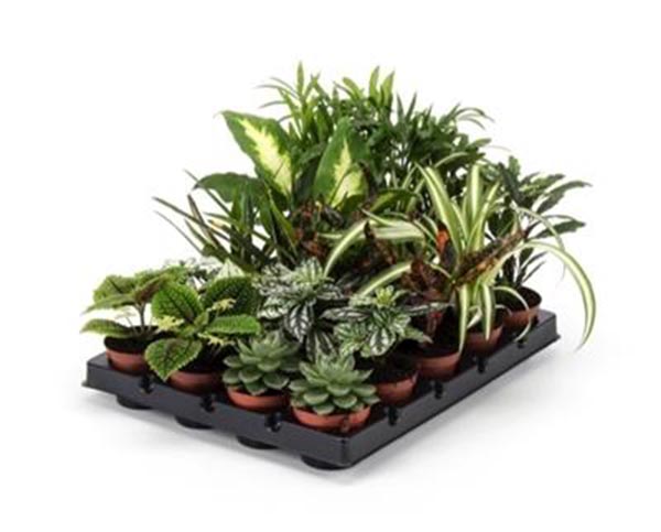 MIX-VE Kleinpflanzen