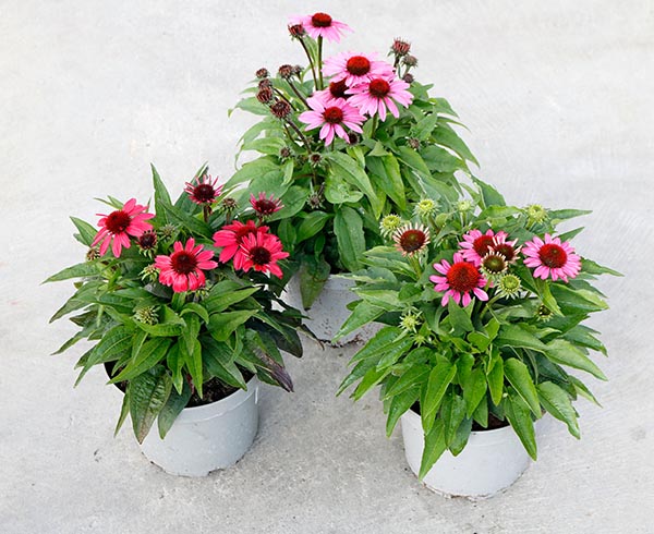 Echinacea purpurea SunMagic Mix