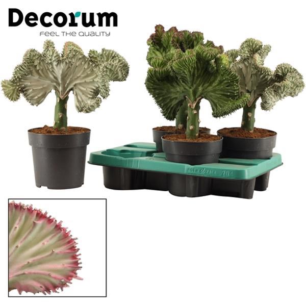 Euphorbia lactea Mix