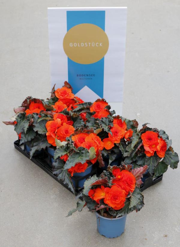 Begonia hybrida Mahogany Orange