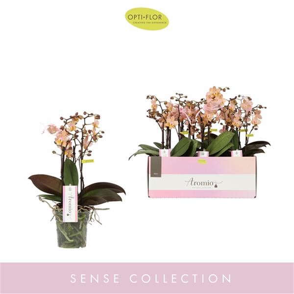 Phalaenopsis hybrida Aromio Fresh
