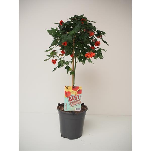 Abutilon hybrida Orange