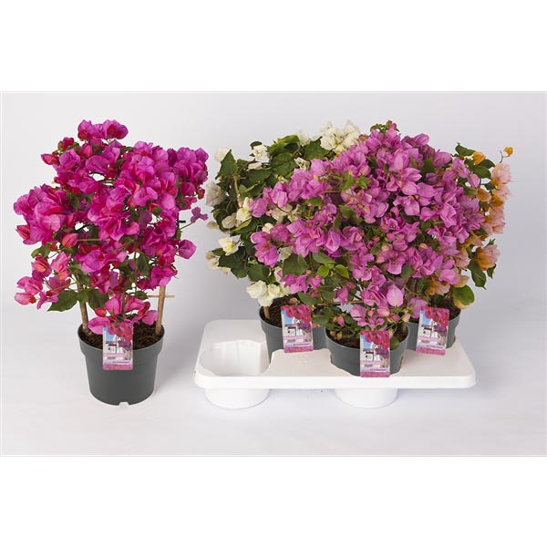 Bougainvillea hybrida Mix