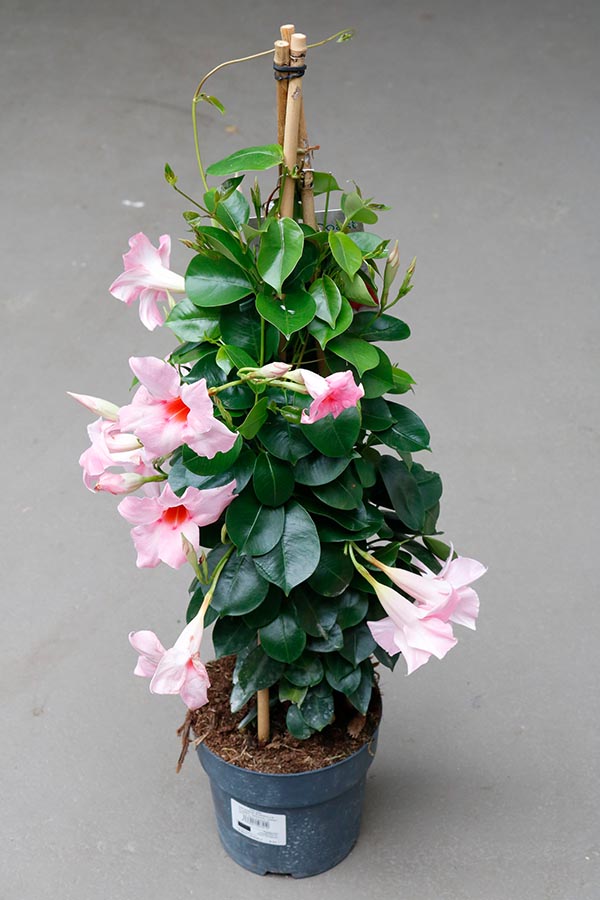 Dipladenia hybrida Cream Pink Sundeville