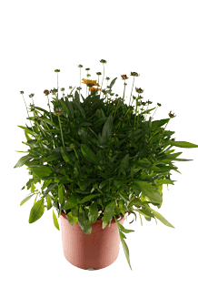 Coreopsis grandiflora Illico