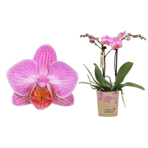 Phalaenopsis hybrida Multiflora Jade