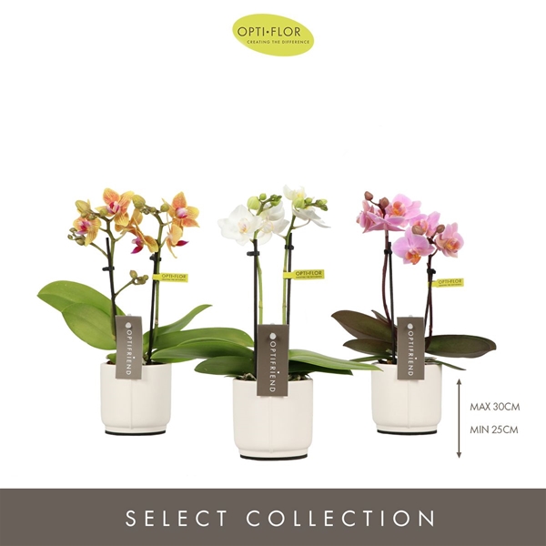 Phalaenopsis hybrida Mixtray In Piemonte White
